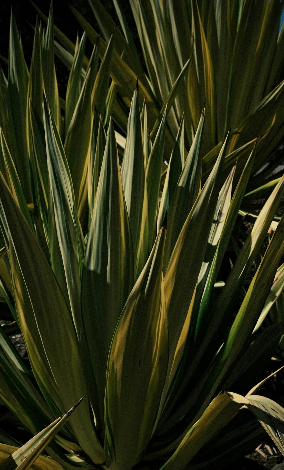 Pacific Gardens